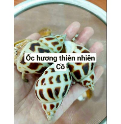 Ốc Hương